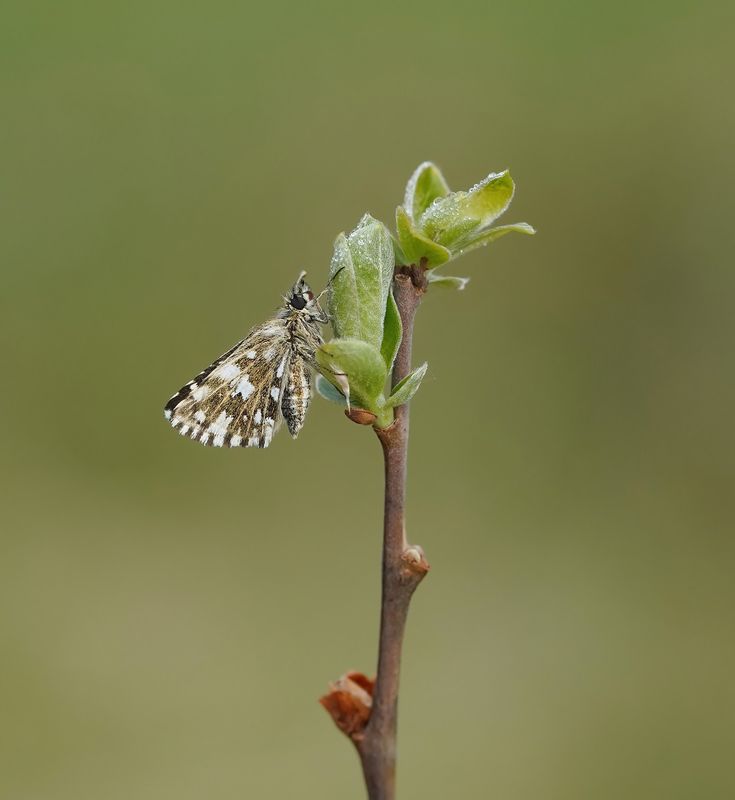 Aardbeivlinder / Grizzled Skipper