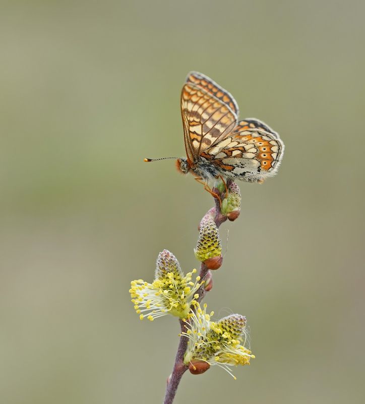 Moerasparelmoervlinder / Marsh Fritillary