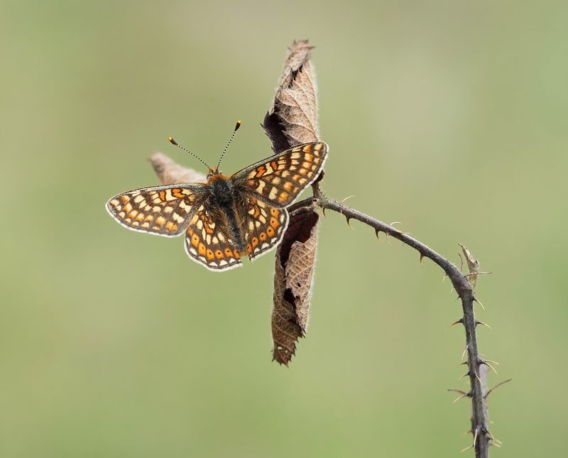 Moerasparelmoervlinder / Marsh Fritillary