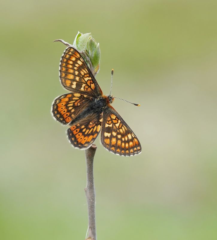 Moerasparelmoervlinder / Marsh Fritillary