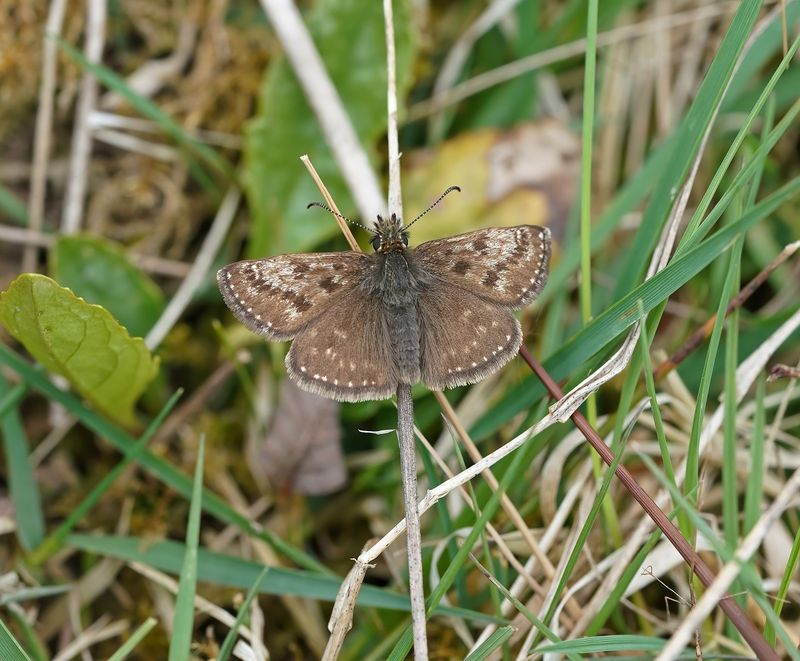 Bruin Dikkopje / Dingy Skipper