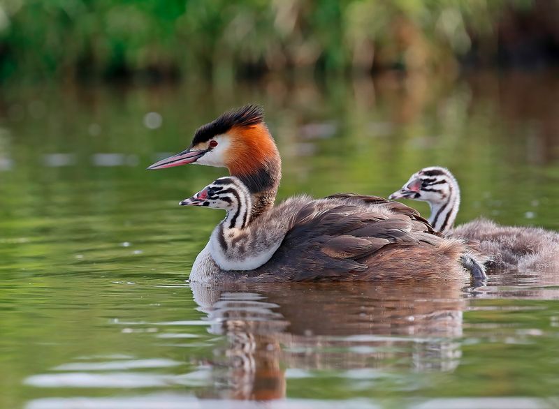 Fuut / Great Crested Grebe