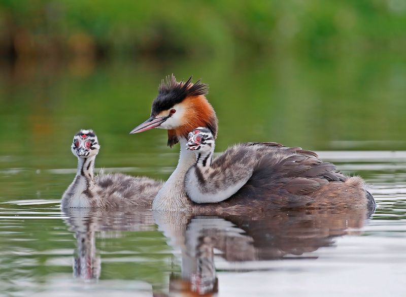 Fuut / Great Crested Grebe