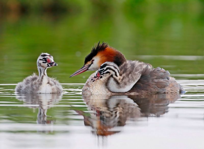 Fuut / Great Crested Grebe