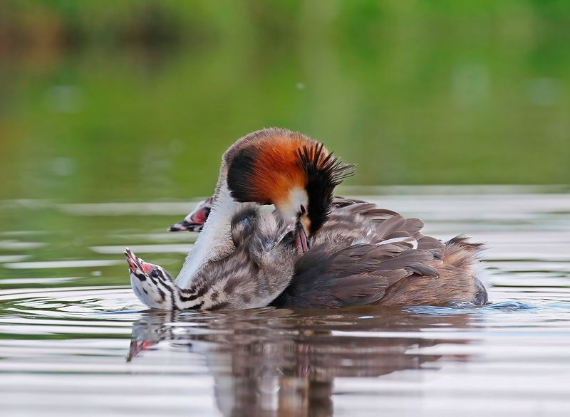 Fuut / Great Crested Grebe