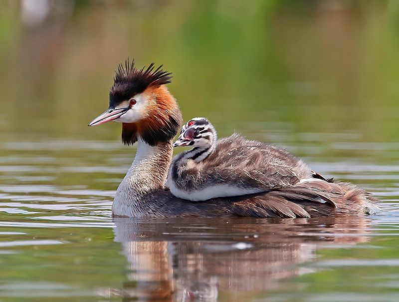 Fuut / Great Crested Grebe