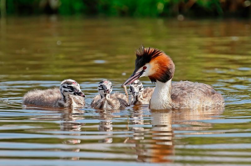 Fuut / Great Crested Grebe
