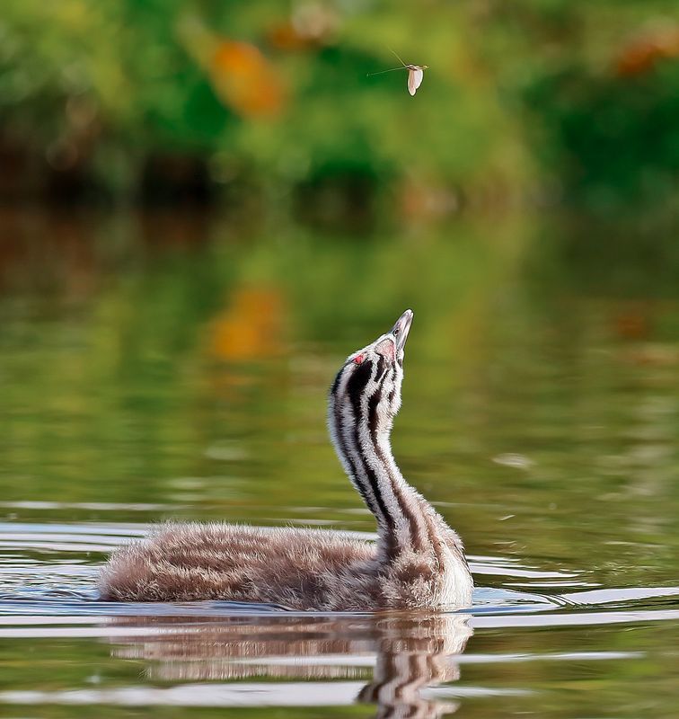 Fuut / Great Crested Grebe