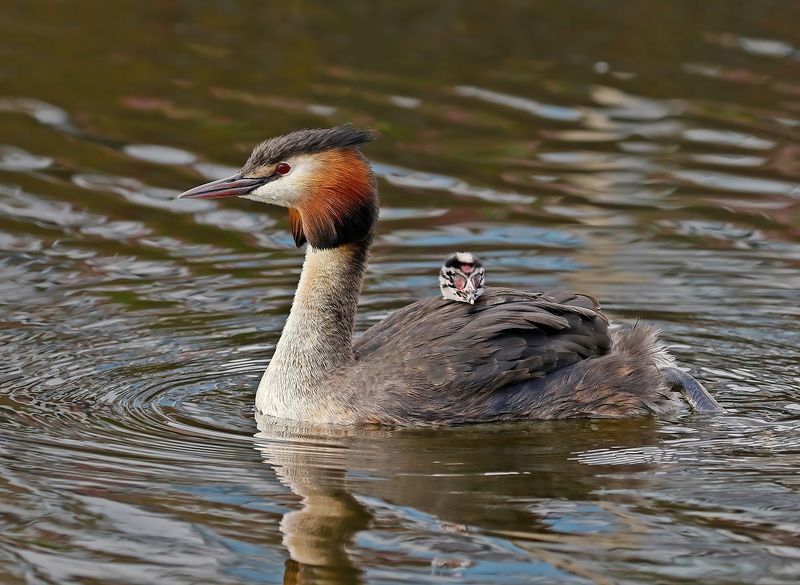 Fuut / Great Crested Grebe