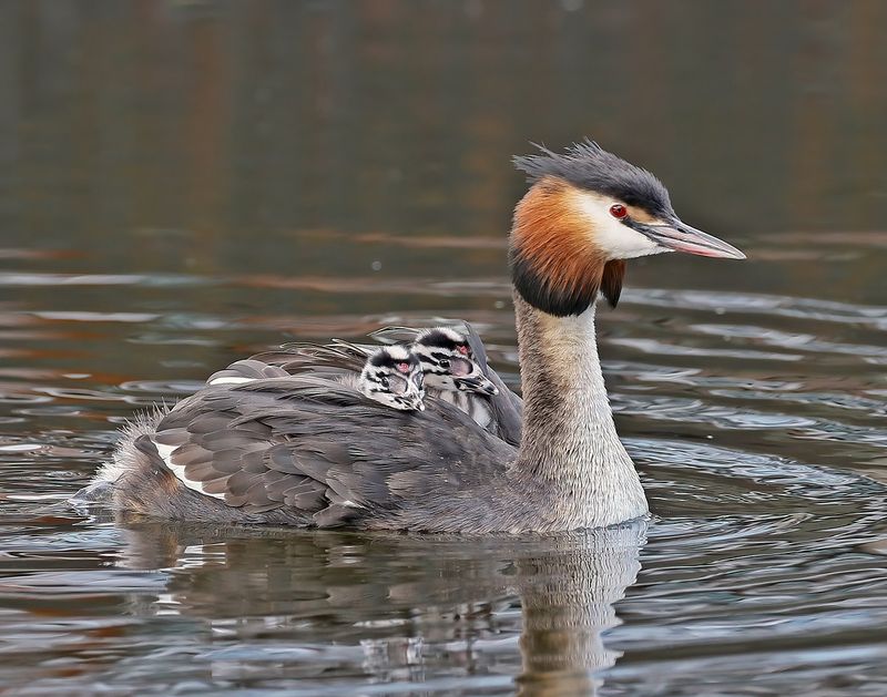 Fuut / Great Crested Grebe