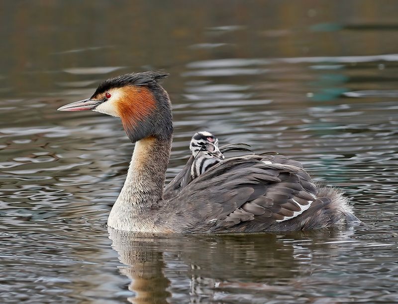 Fuut / Great Crested Grebe