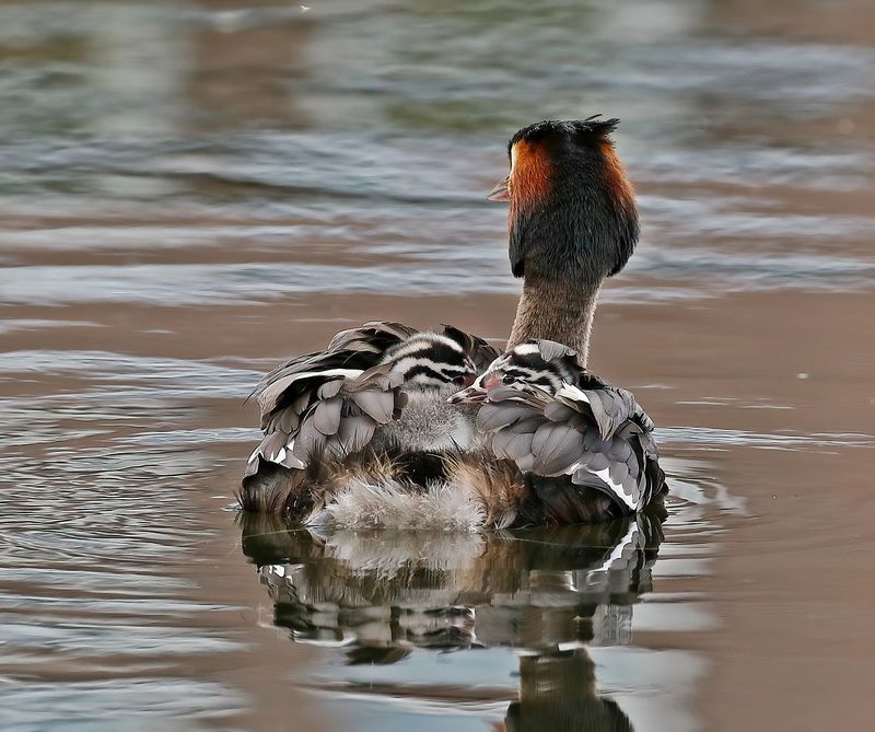 Fuut / Great Crested Grebe