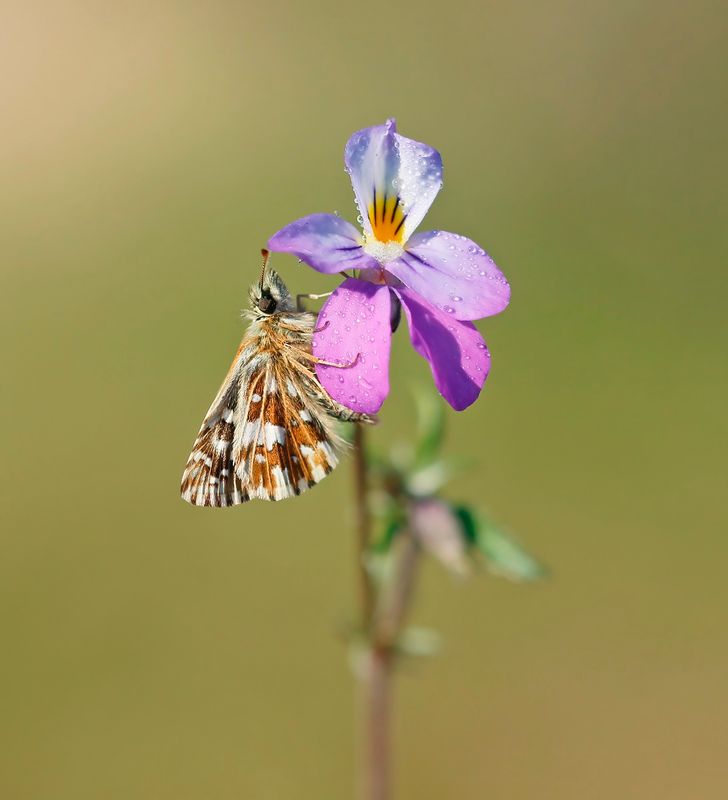 Aardbeivlinder / Grizzled Skipper