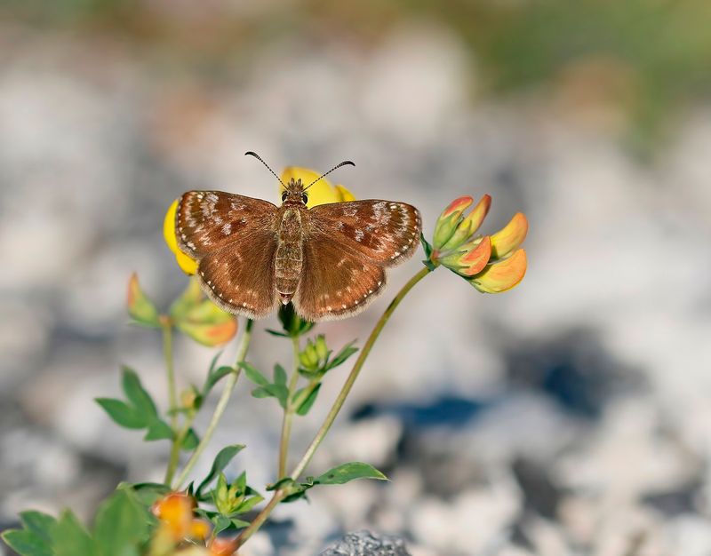 Bruin Dikkopje / Dingy Skipper