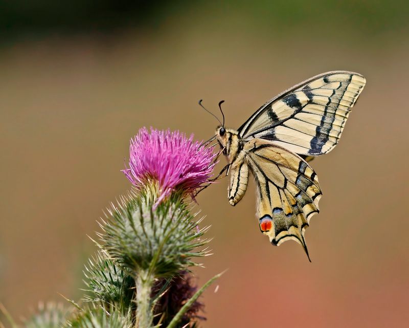 Koninginnenpage / Common Yellow Swallowtail