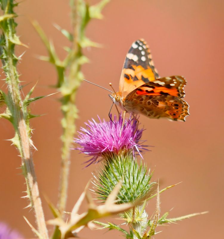 Distelvlinder / Painted Lady