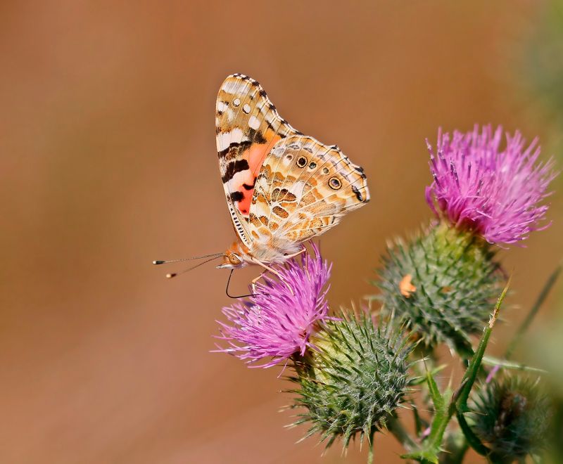 Distelvlinder / Painted Lady