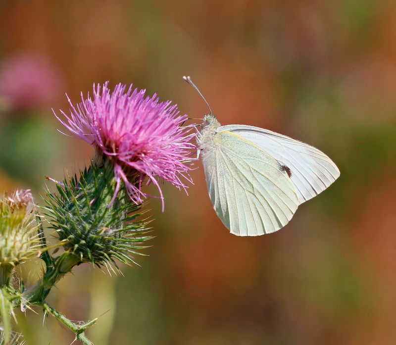 Groot Koolwitje / Large White