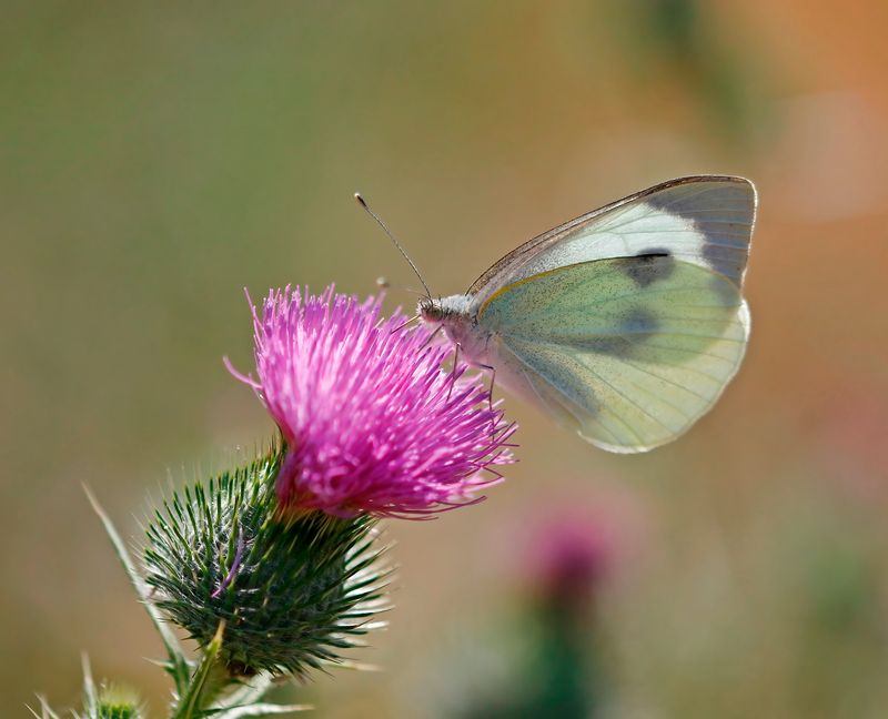 Groot Koolwitje / Large White