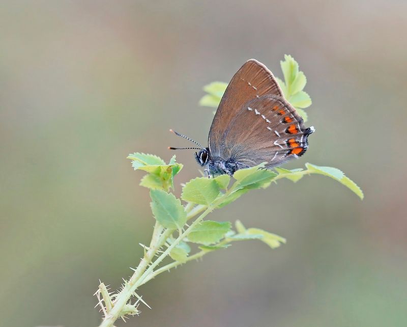 Bruine Eikenpage/ Ilex Hairstreak