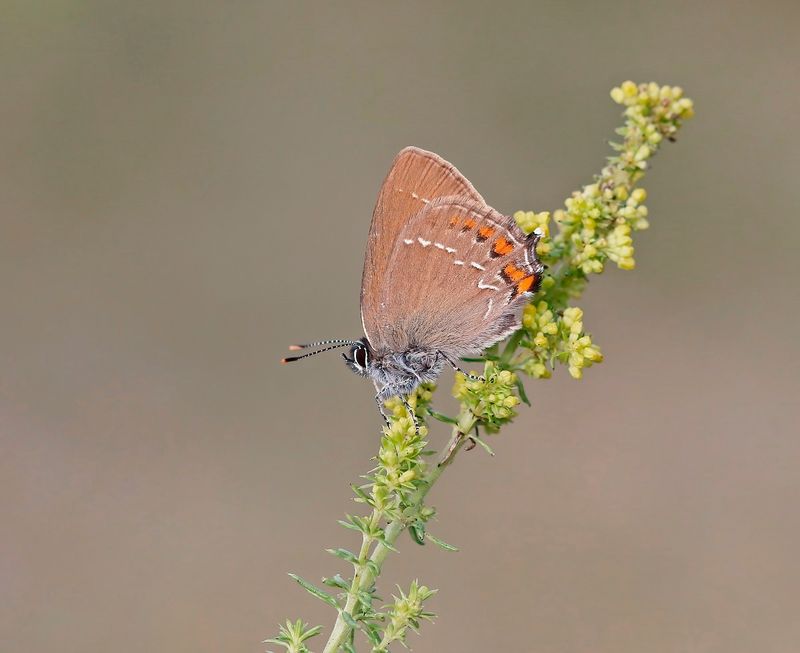 Bruine Eikenpage/ Ilex Hairstreak
