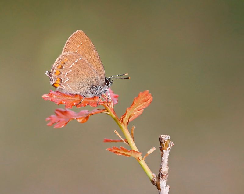 Bruine Eikenpage/ Ilex Hairstreak