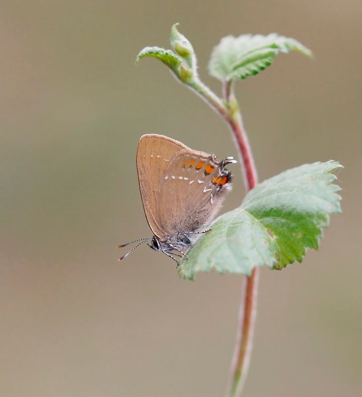 Bruine Eikenpage/ Ilex Hairstreak