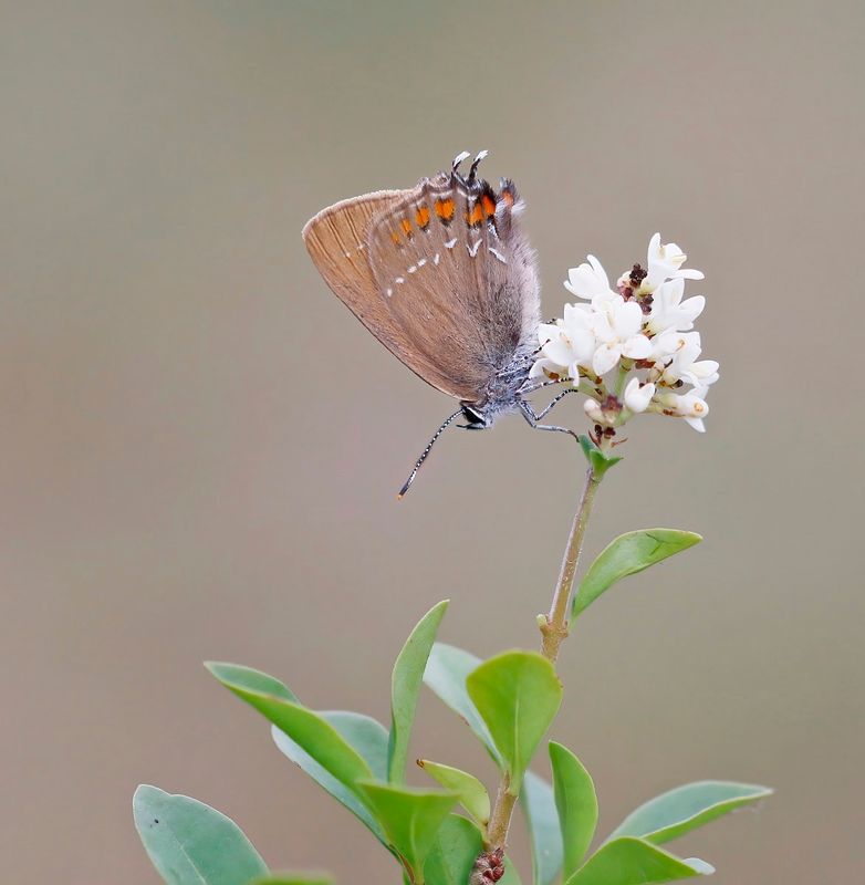 Bruine Eikenpage/ Ilex Hairstreak
