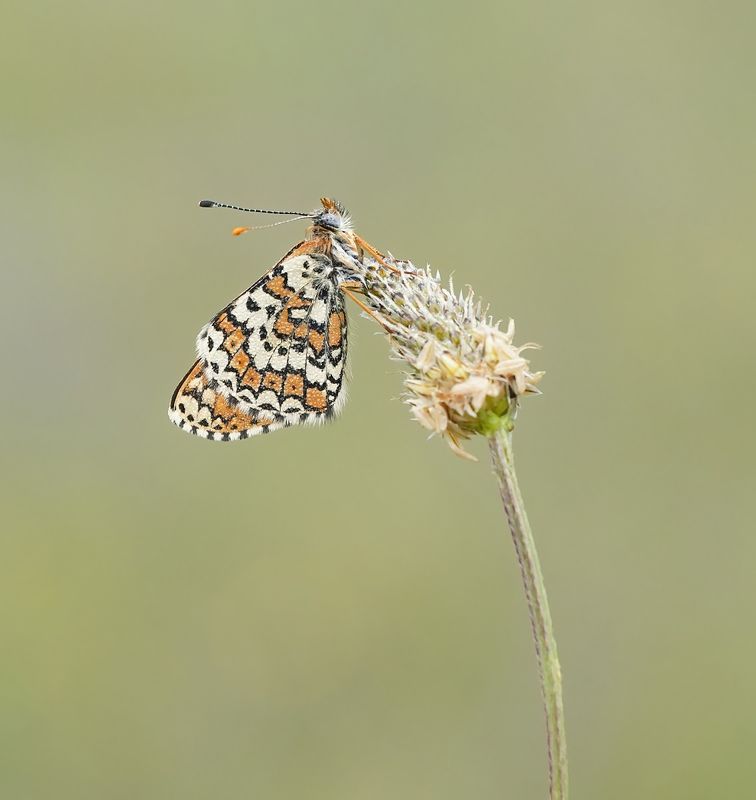 Veldparelmoervlinder / Glanville Fritillary