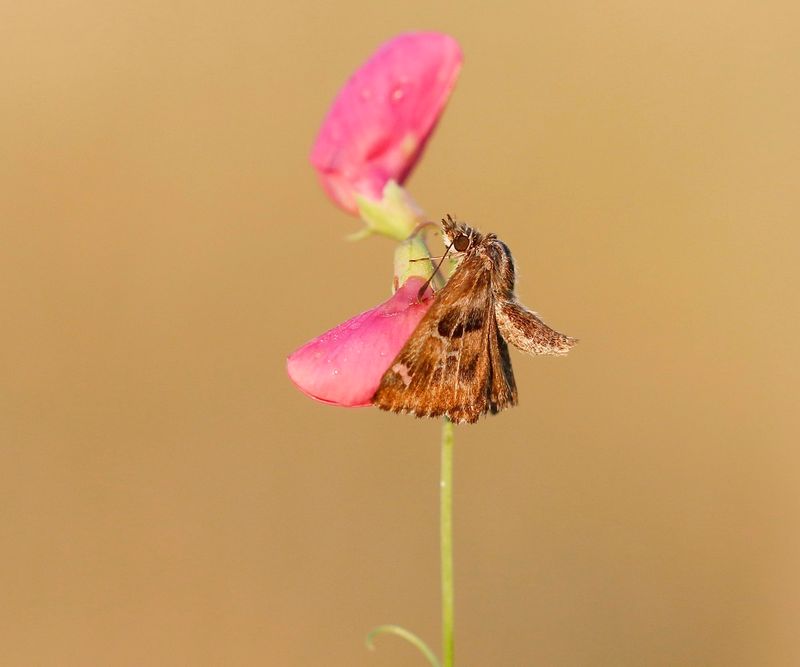 Kaasjeskruiddikkopje / Mallow Skipper