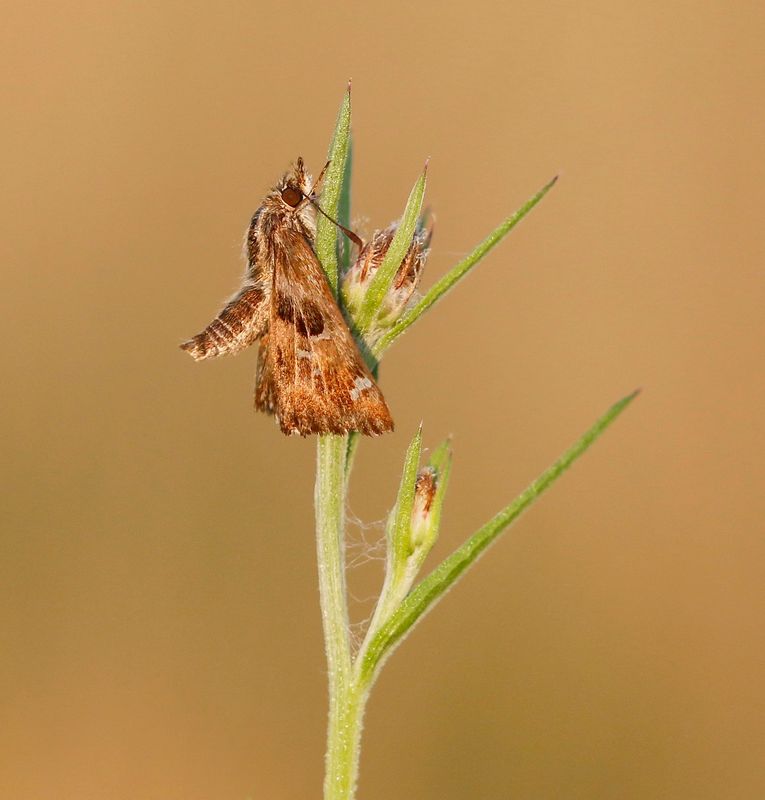 Kaasjeskruiddikkopje / Mallow Skipper