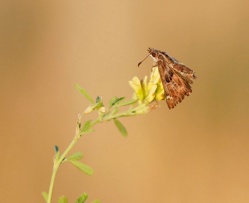 Kaasjeskruiddikkopje / Mallow Skipper