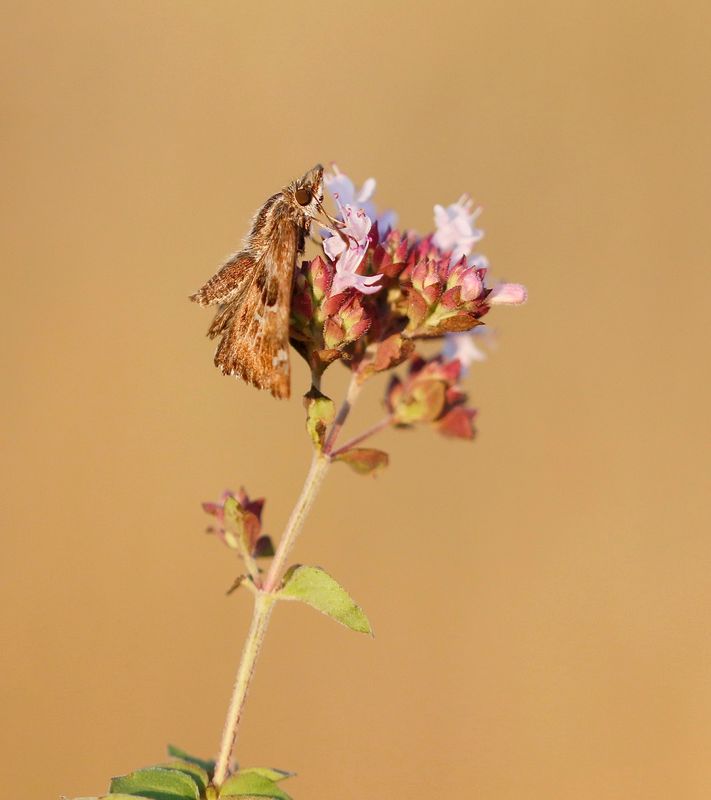 Kaasjeskruiddikkopje / Mallow Skipper