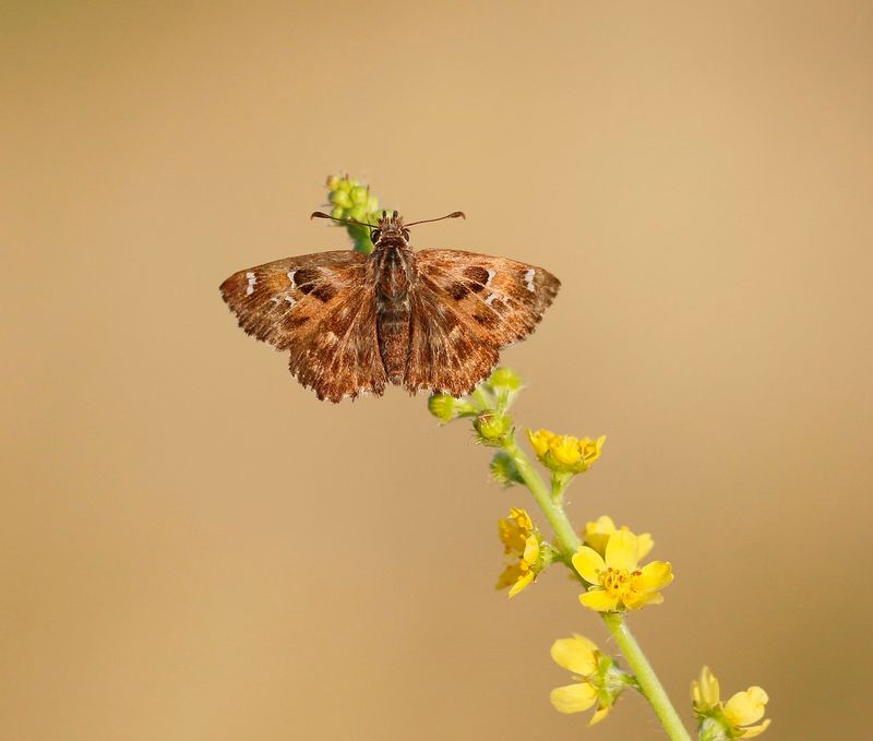 Kaasjeskruiddikkopje / Mallow Skipper