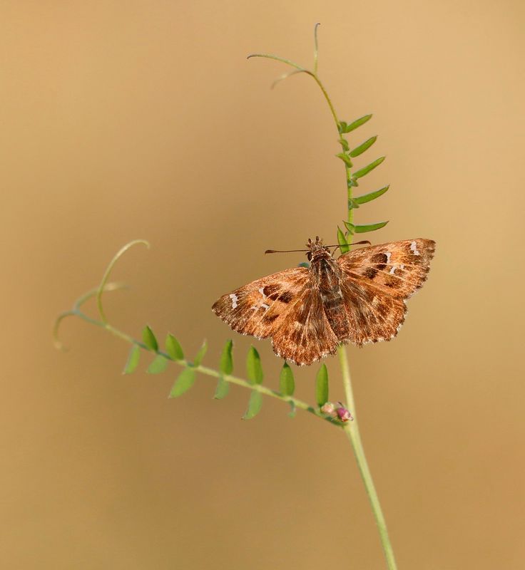 Kaasjeskruiddikkopje / Mallow Skipper