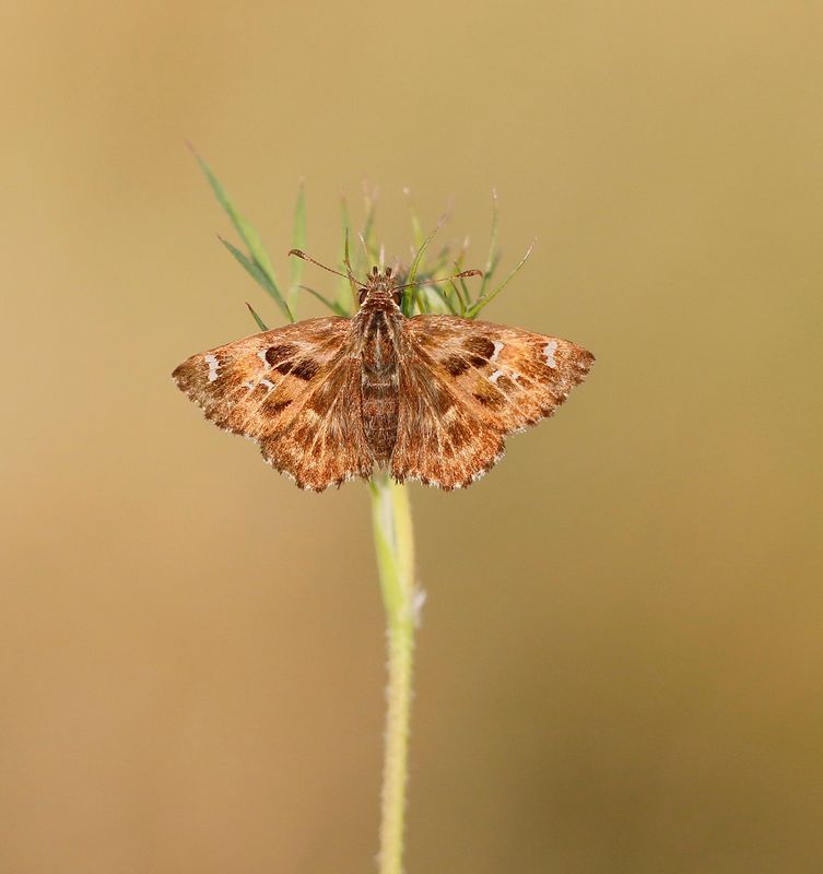 Kaasjeskruiddikkopje / Mallow Skipper