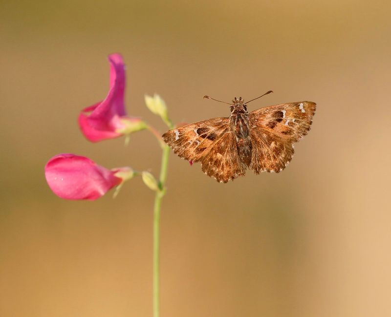 Kaasjeskruiddikkopje / Mallow Skipper