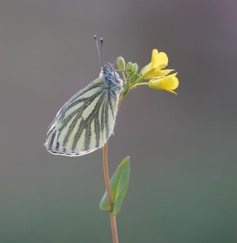 Klein Geaderd Witje / Green-veined White