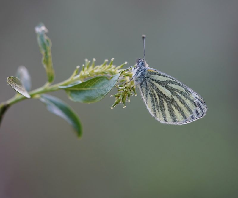 Klein Geaderd Witje / Green-veined White