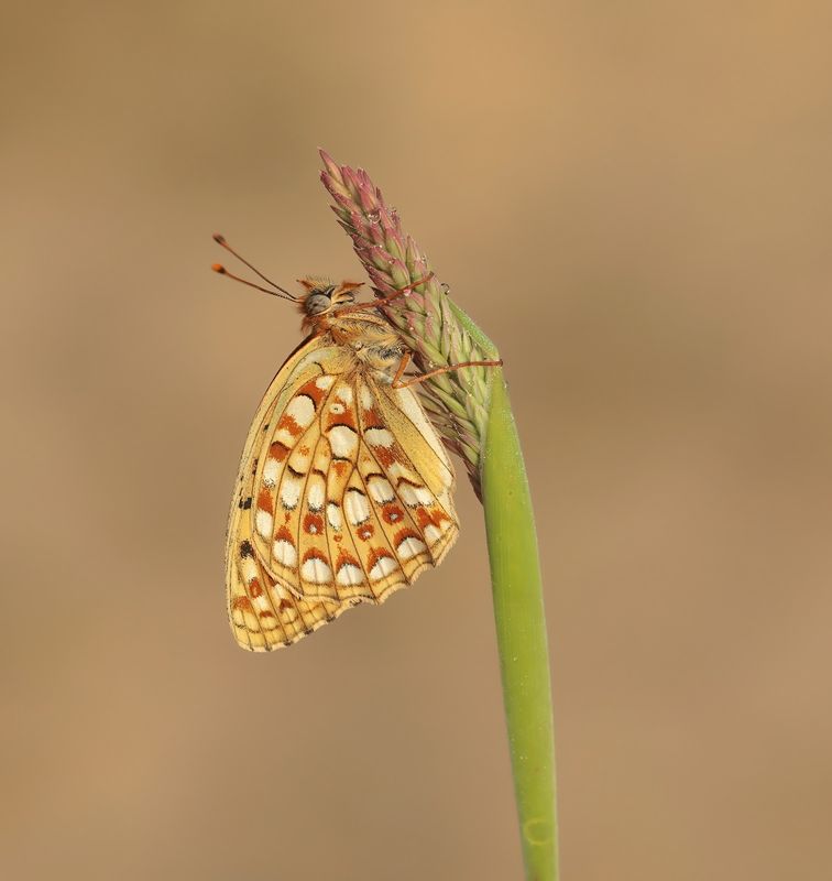 Duinparelmoervlinder / Niobe Fritillary
