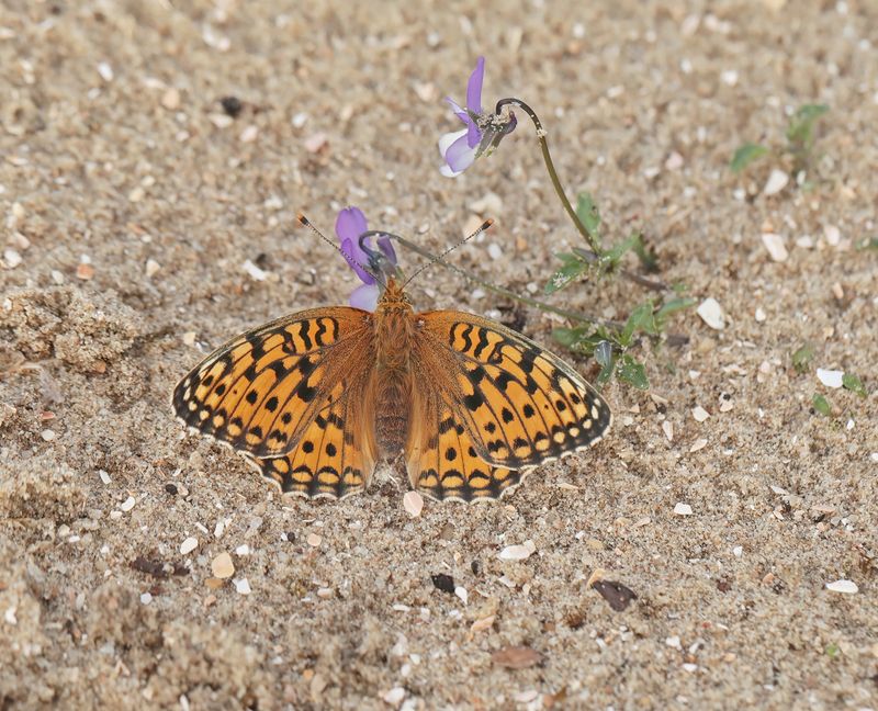 Duinparelmoervlinder / Niobe Fritillary