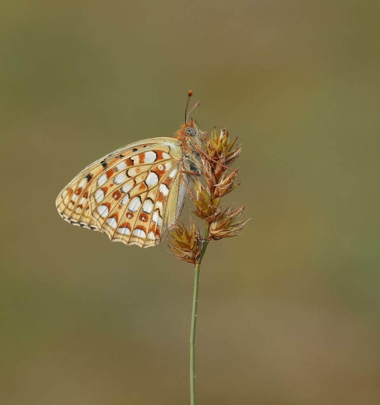 Duinparelmoervlinder / Niobe Fritillary