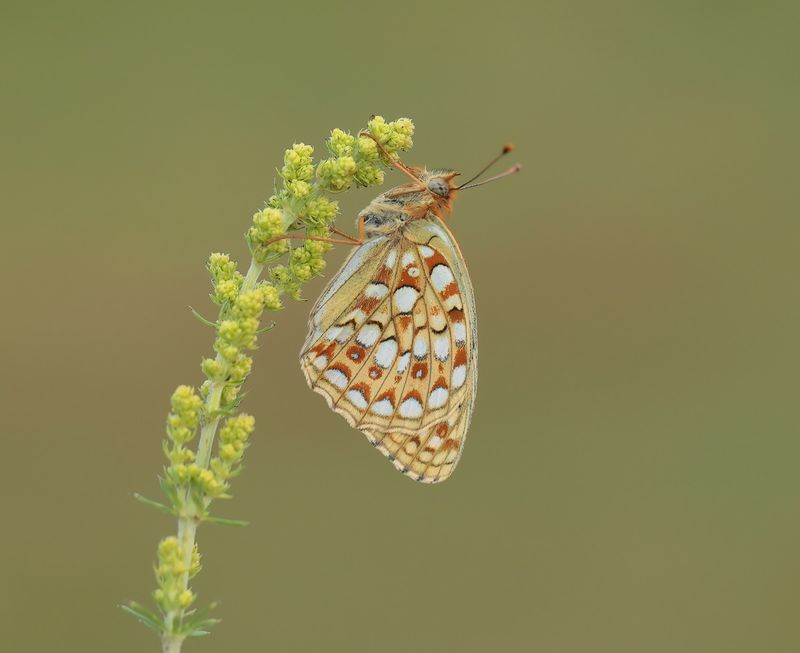 Duinparelmoervlinder / Niobe Fritillary