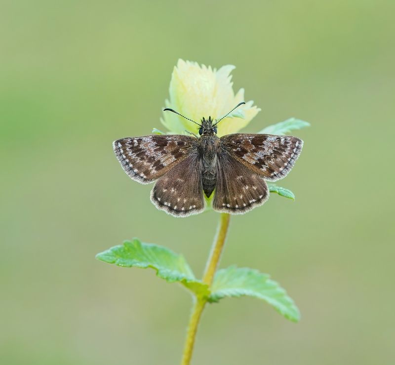 Bruin Dikkopje / Dingy Skipper