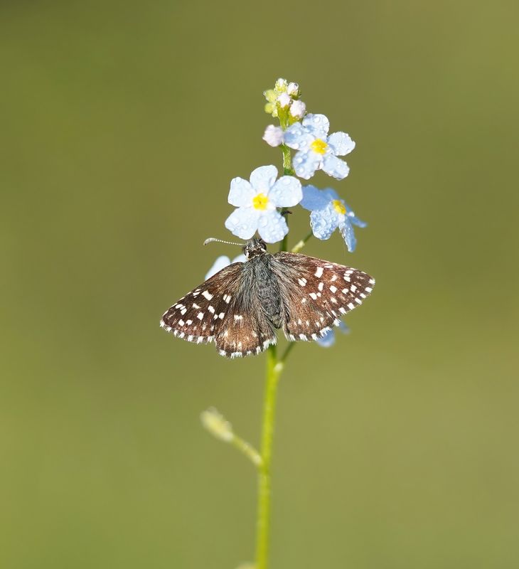 Aardbeivlinder / Grizzled Skipper