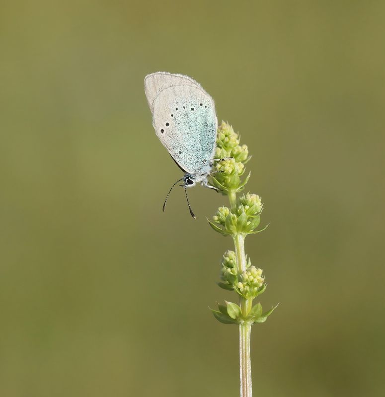 Bloemenblauwtje / Green-underside Blue