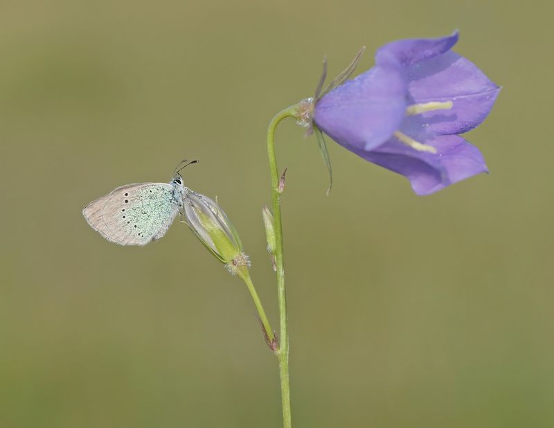 Bloemenblauwtje / Green-underside Blue