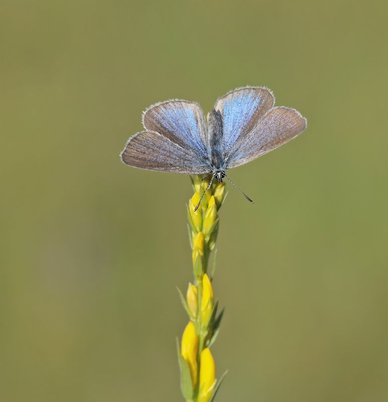 Bloemenblauwtje / Green-underside Blue