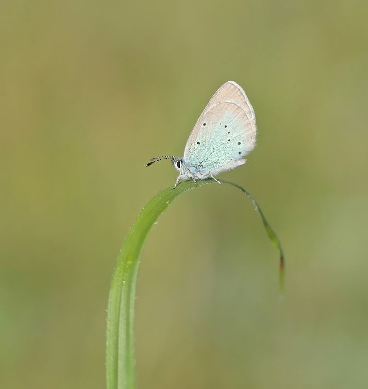 Bloemenblauwtje / Green-underside Blue