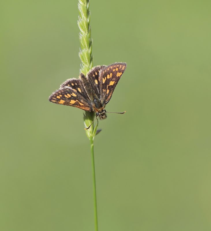 Bont Dikkopje / Chequered Skipper